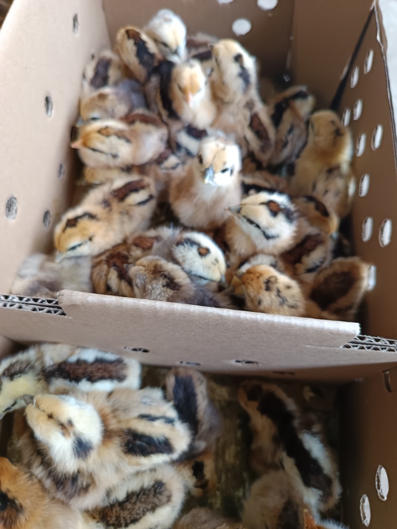 麻羽绿壳蛋鸡品种质量保证厂家直销包存活