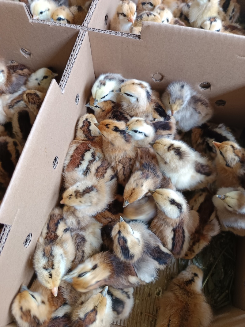 麻羽绿壳蛋鸡品种质量保证厂家直销包存活