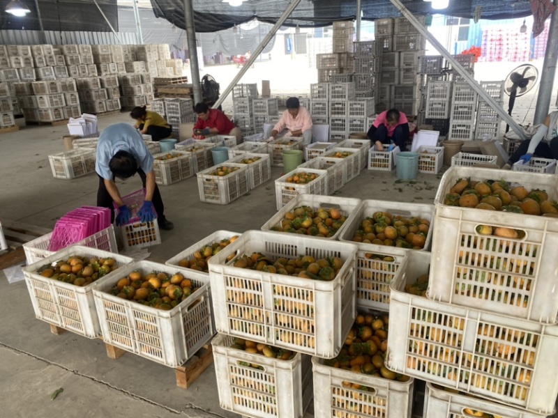 运城大荔超市果七月红火葫芦柿子精品大果暴甜