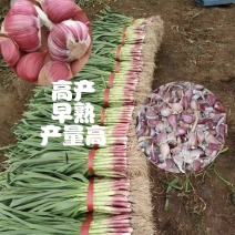 金乡蒜苗种子四季红跟蒜苗种子，手工分瓣，抗病，可视频看货