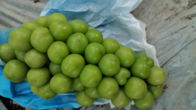阳光玫瑰，脆，香，甜