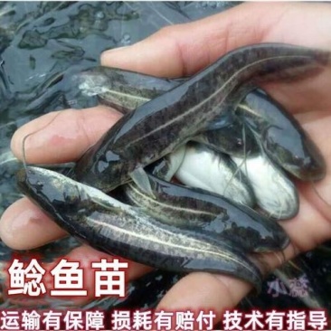 南方大口鲶鱼苗，渔场繁育，自产自销，全国送货