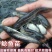 南方大口鲶鱼苗，渔场繁育，自产自销，全国送货