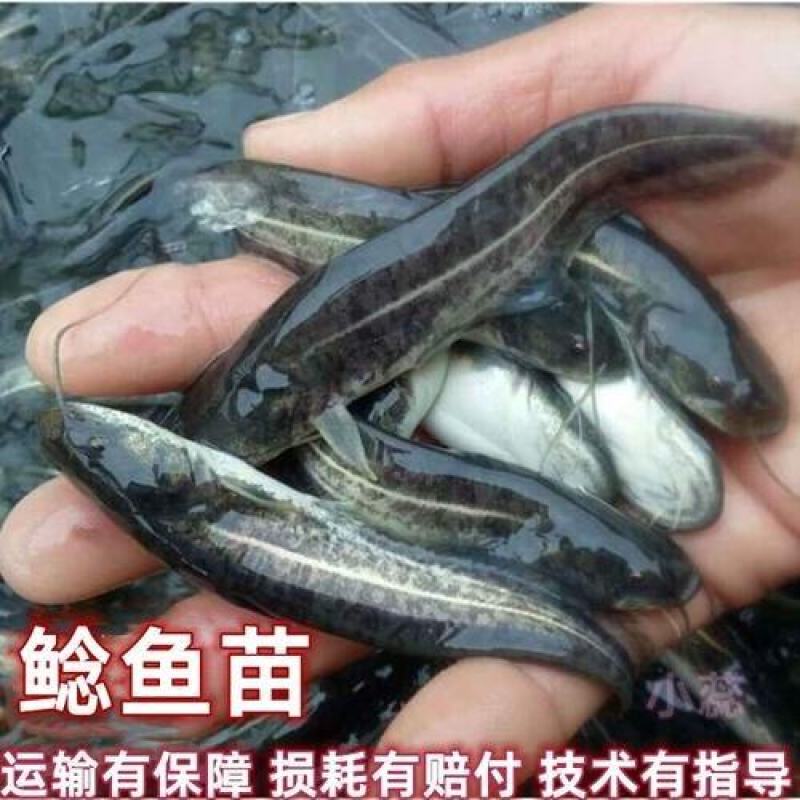 南方大口鲶鱼苗，渔场繁育，自产自销，全国送货