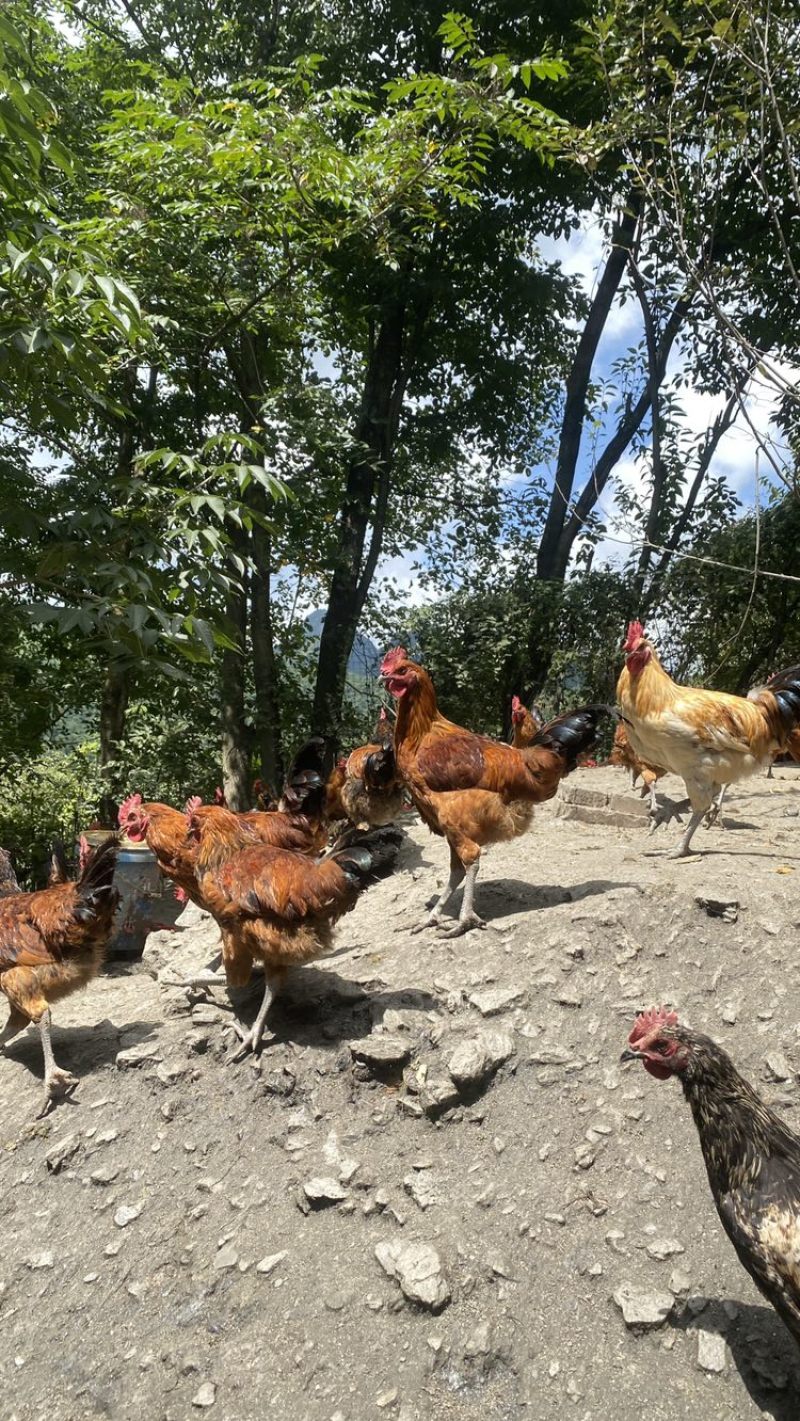 生态土鸡走地鸡跑山鸡草鸡