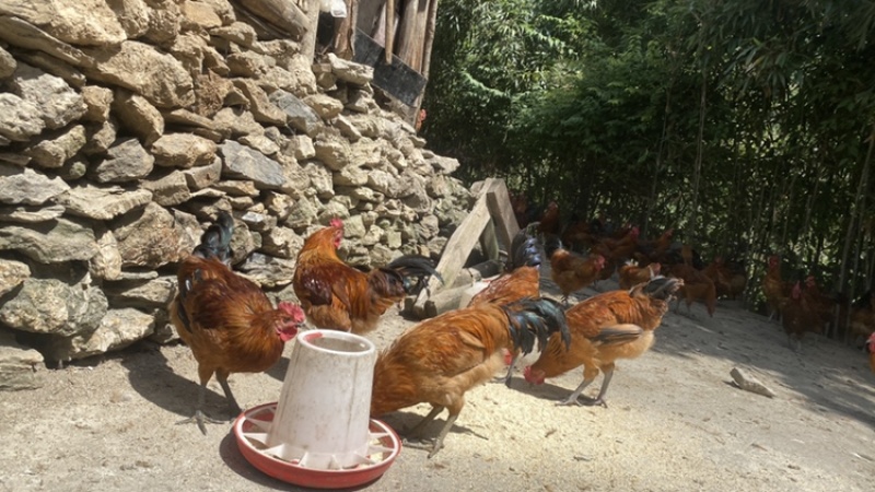 生态土鸡走地鸡跑山鸡草鸡