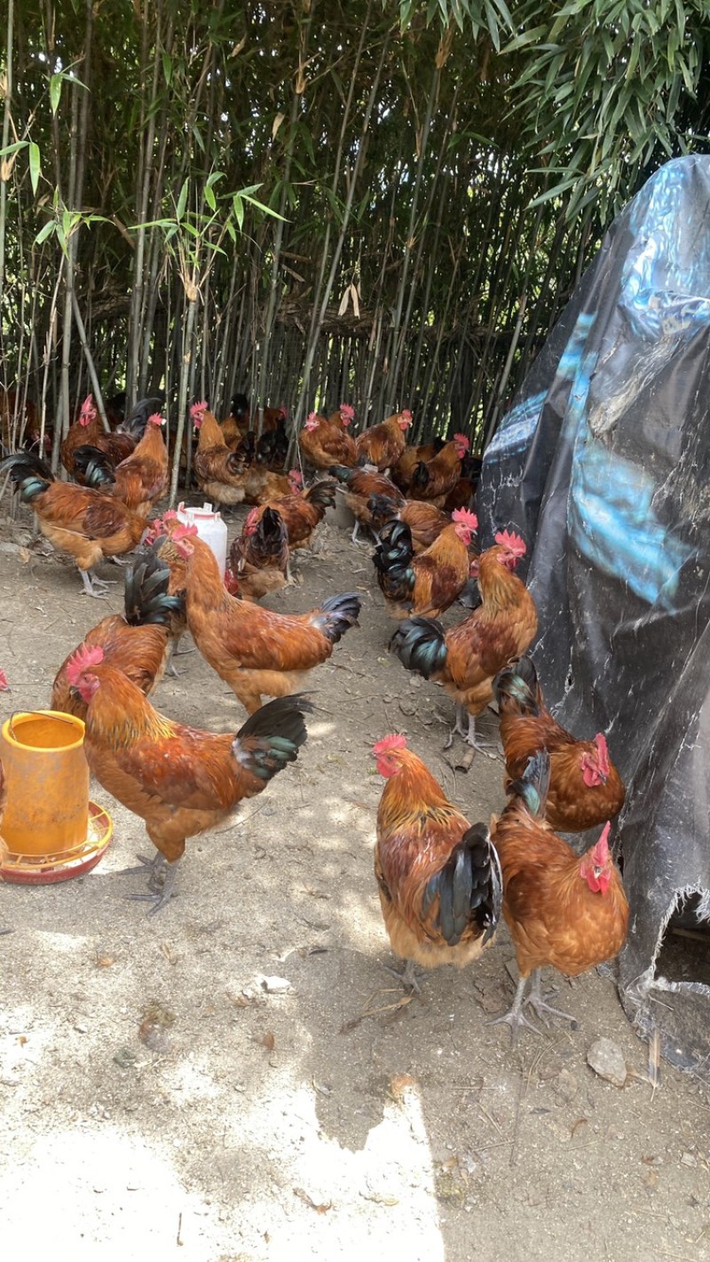 生态土鸡走地鸡跑山鸡草鸡