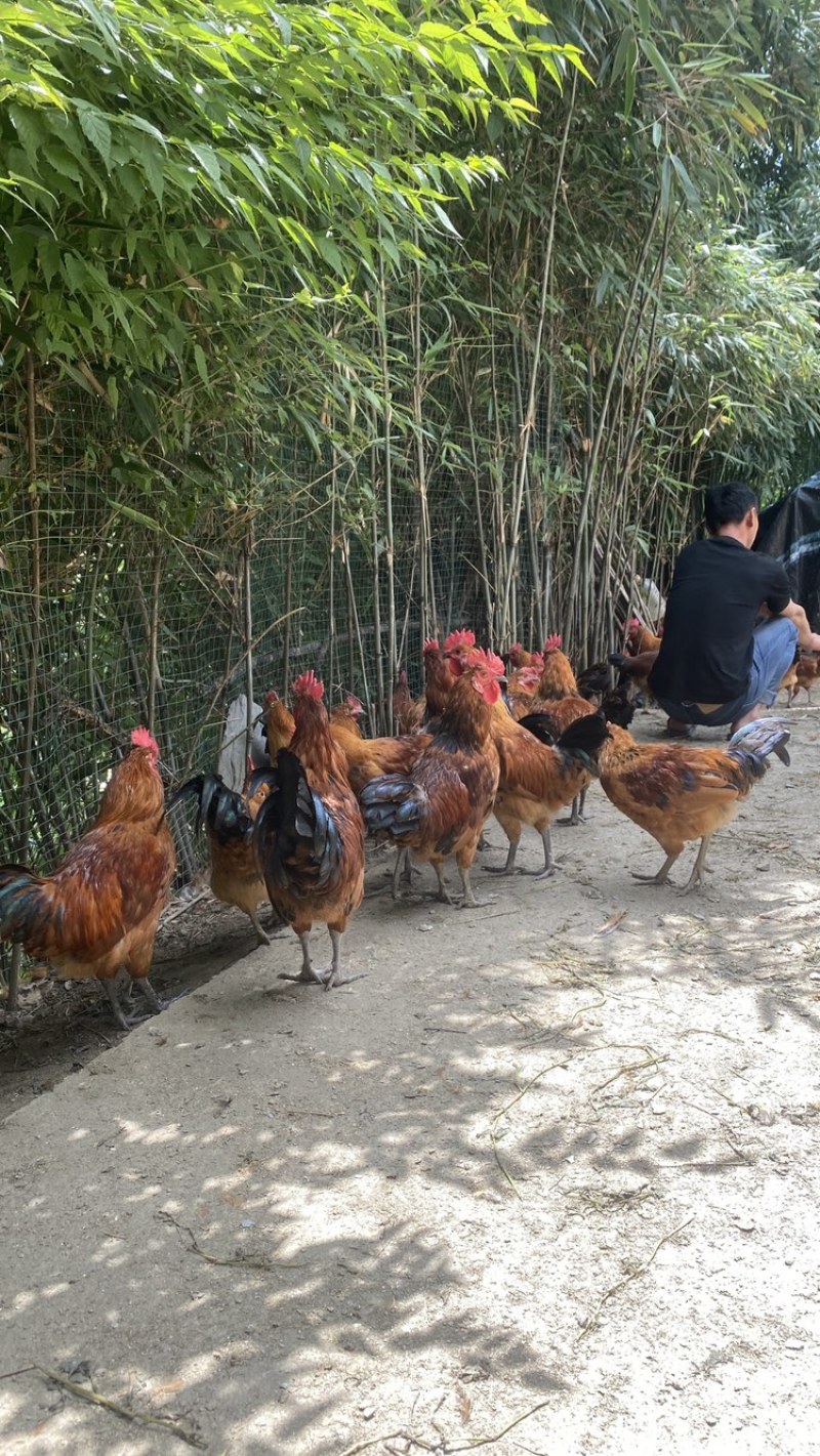 生态土鸡走地鸡跑山鸡草鸡