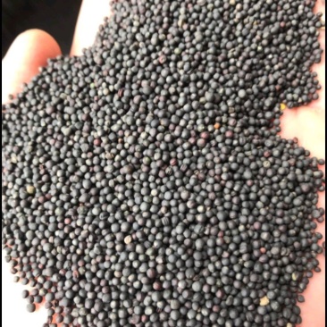 油菜籽销售