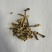 鹿茸菇嫩仔厂家直发货源充足保质保量欢迎联系