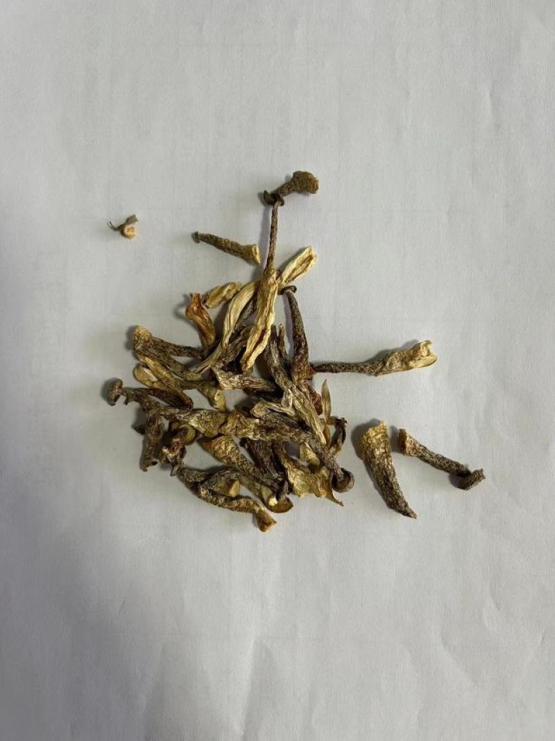 鹿茸菇嫩仔厂家直发货源充足保质保量欢迎联系