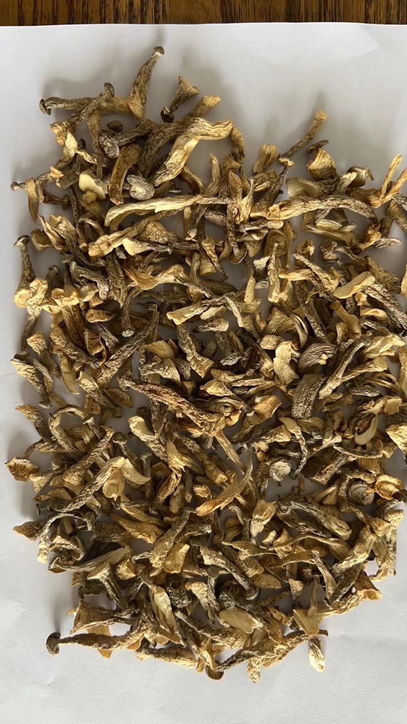 鹿茸菇嫩仔厂家直发货源充足保质保量欢迎联系