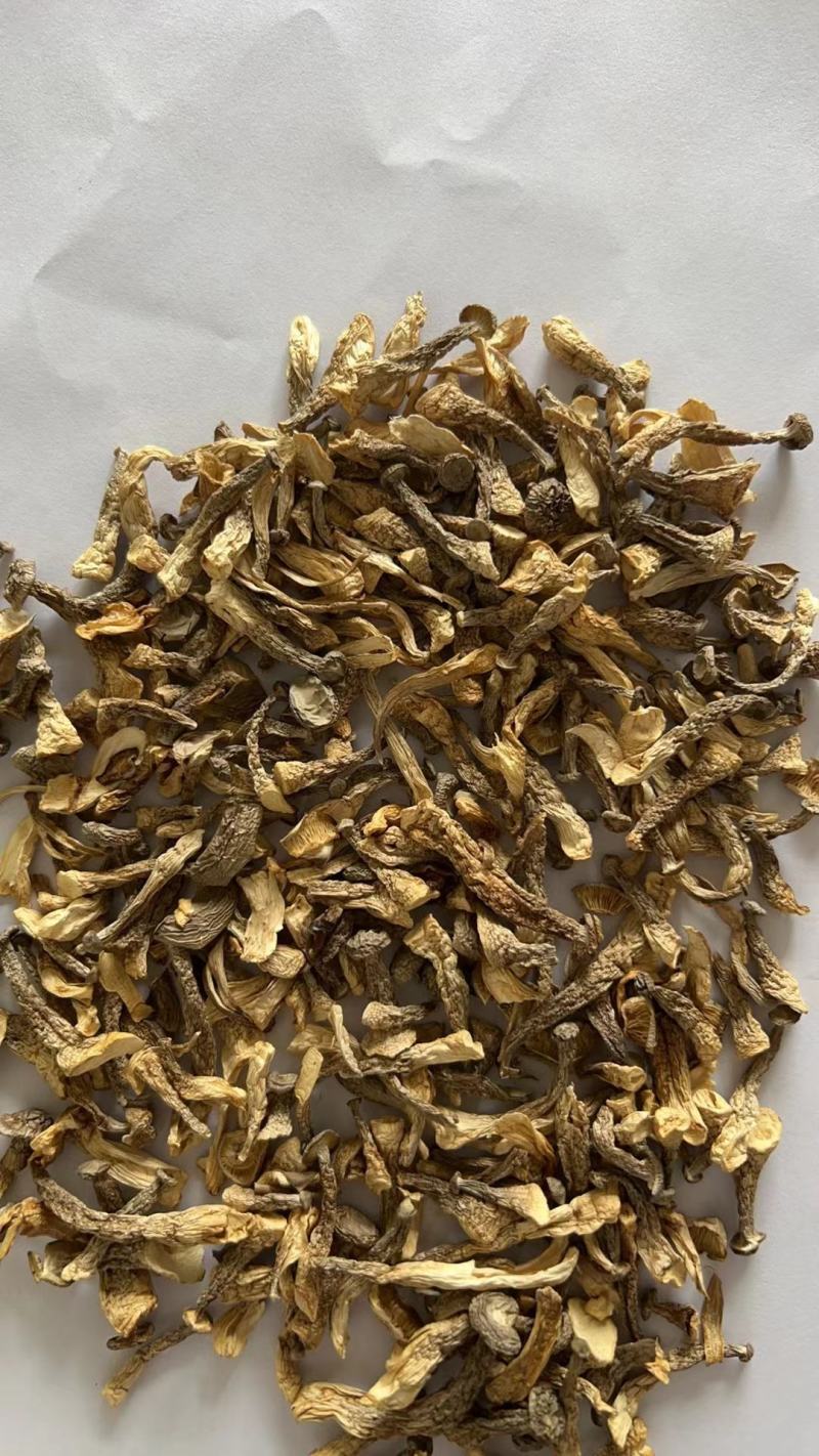 鹿茸菇嫩仔厂家直发货源充足保质保量欢迎联系