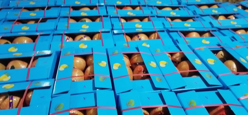 平和琯溪出口柚子单个规格是2.5斤左右，整件16斤