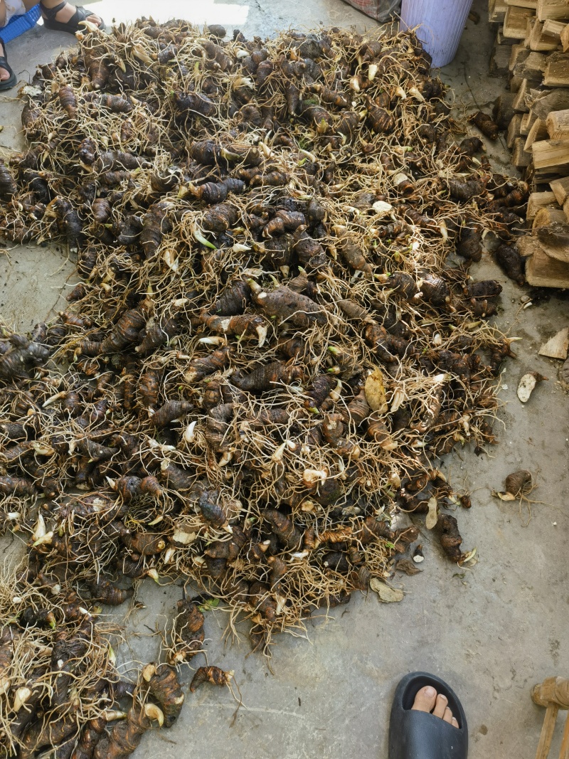 鲜重楼炕货干重楼个子开始了，需要的提前预订！