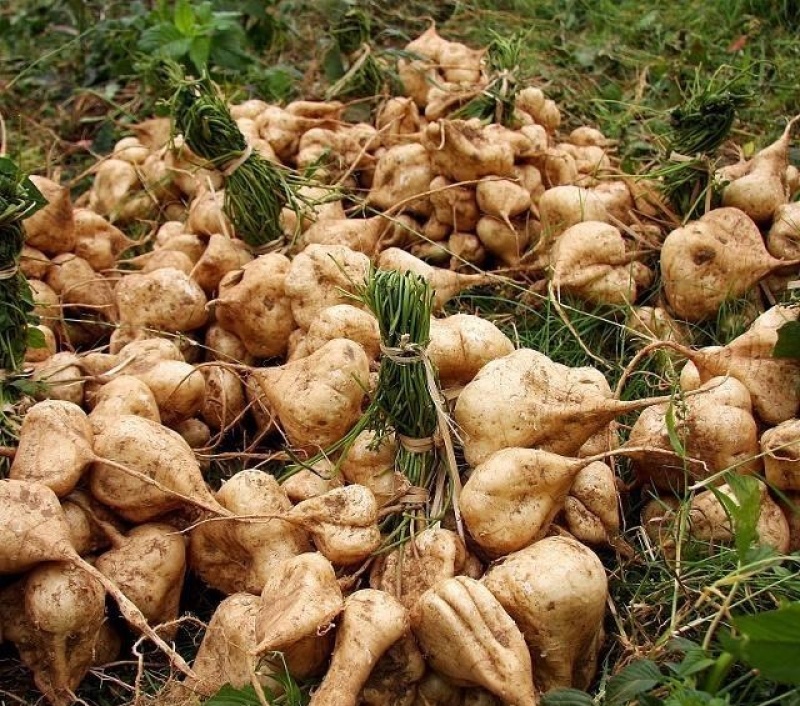 湖北荆门凉薯地瓜一手货源全国发货保质保量