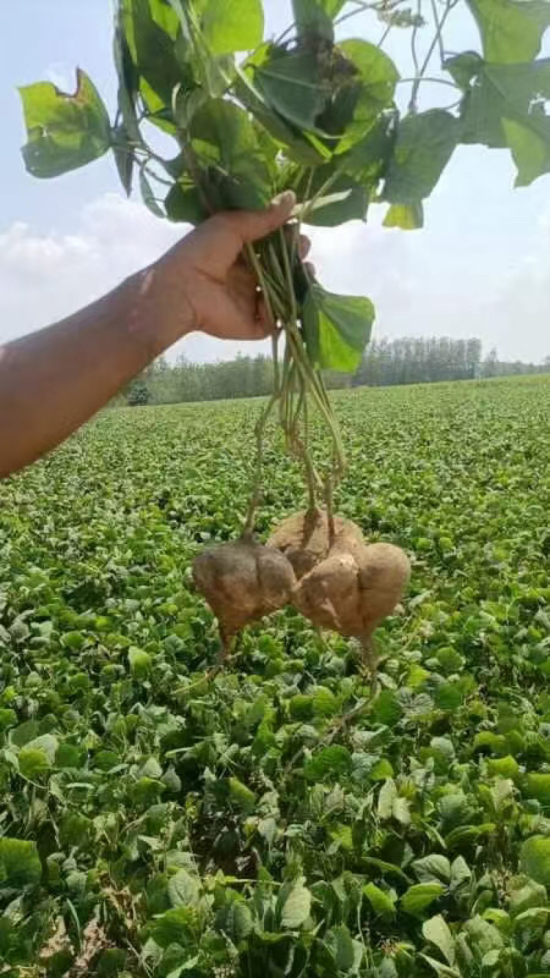 湖北荆门凉薯地瓜一手货源全国发货保质保量