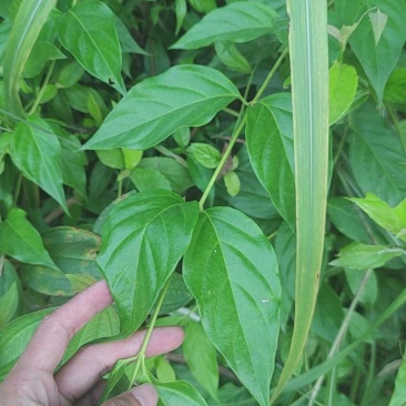 断肠草