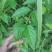 断肠草