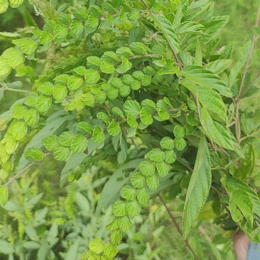 排钱草