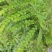 排钱草