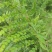 排钱草