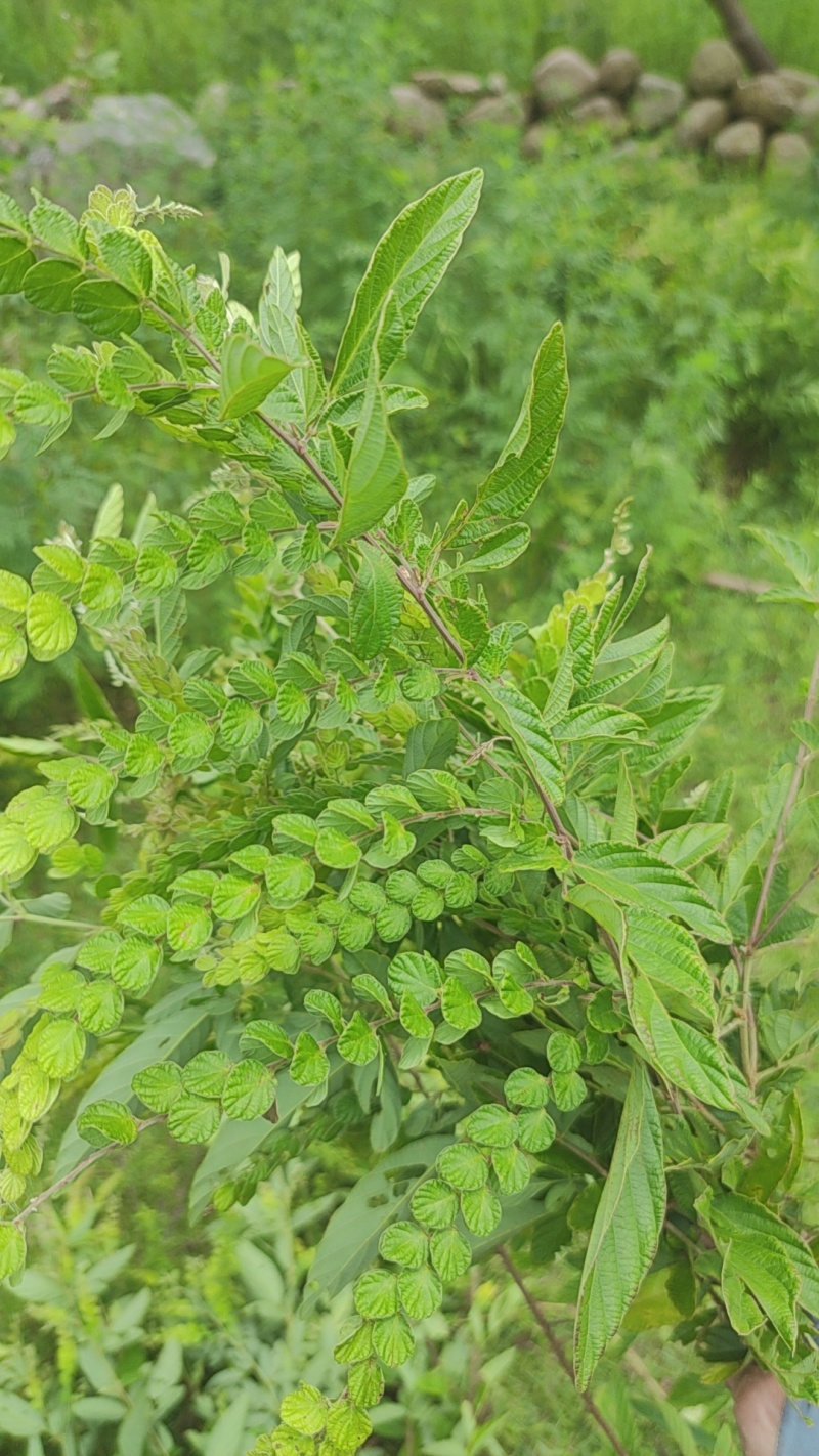 排钱草
