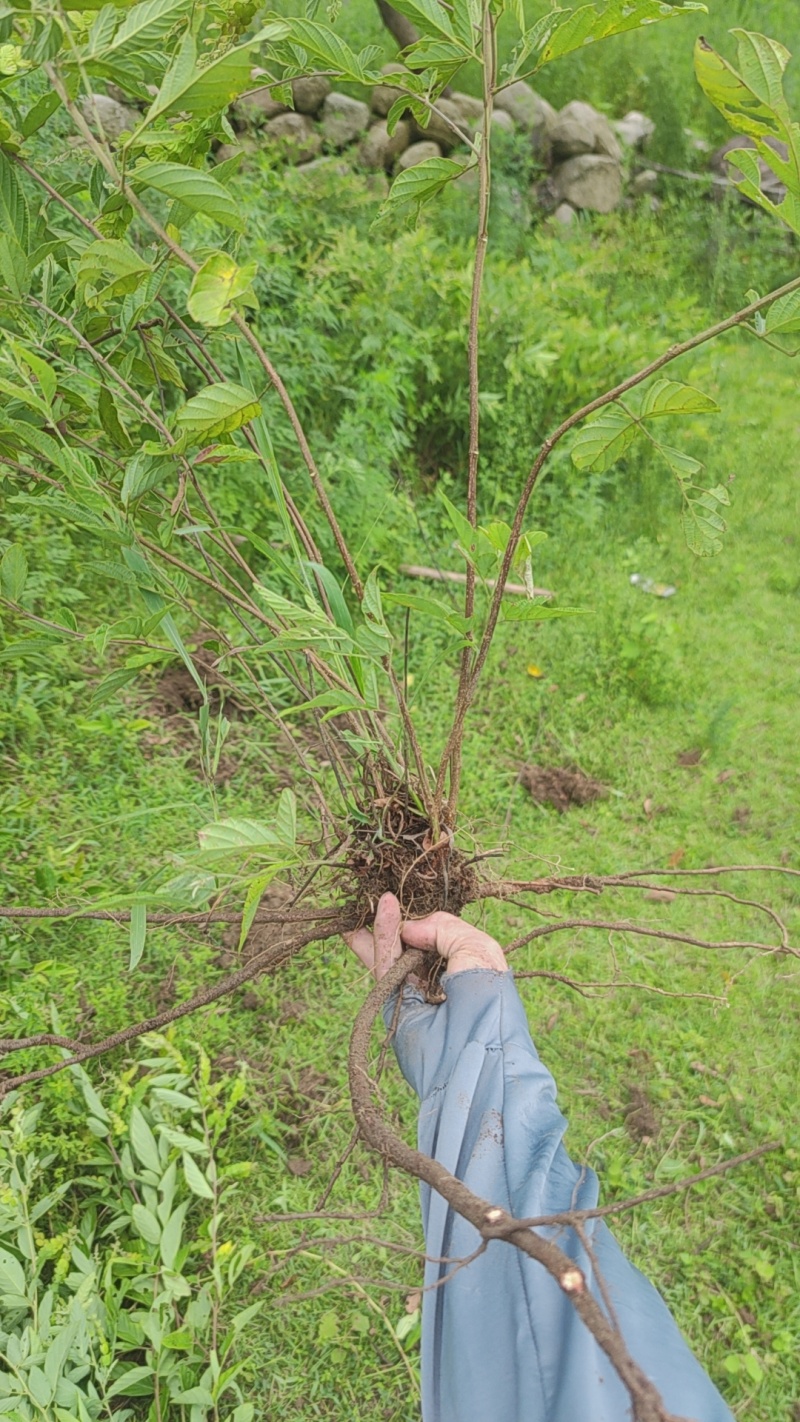 排钱草