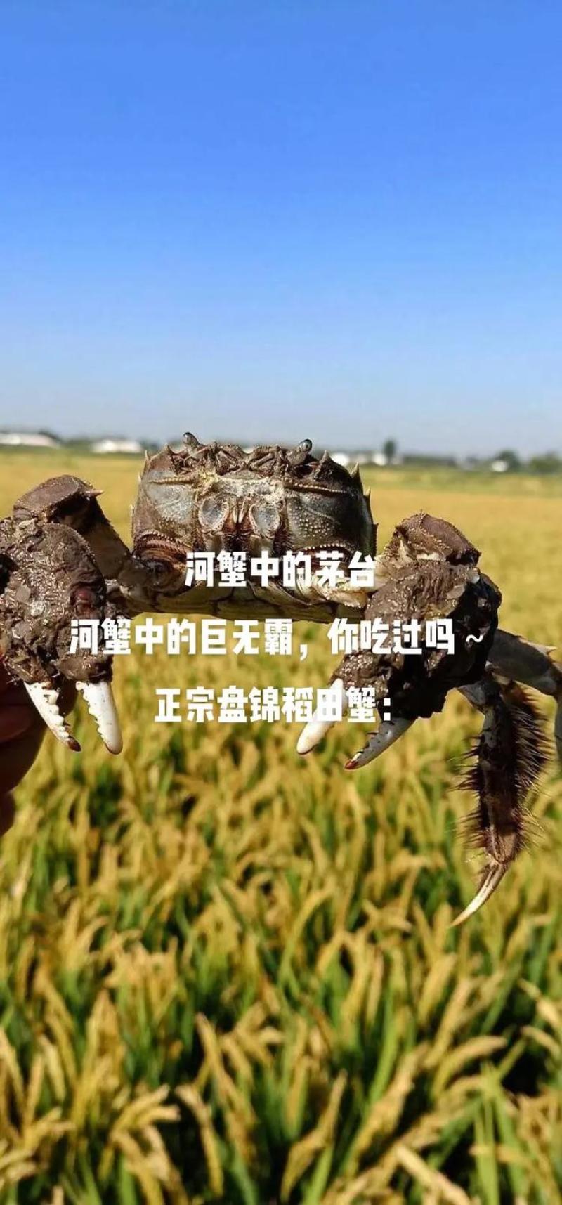 纯纯纯盘锦稻田蟹联系