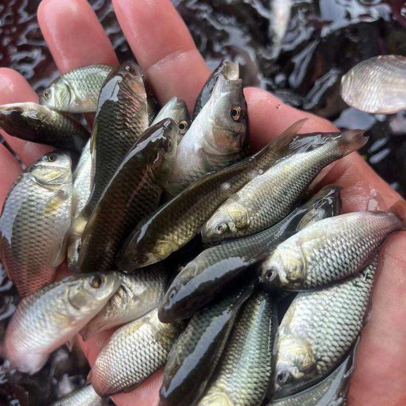 鲤鱼苗批发，建鲤鱼苗批发，渔场繁育，全国统一售价。