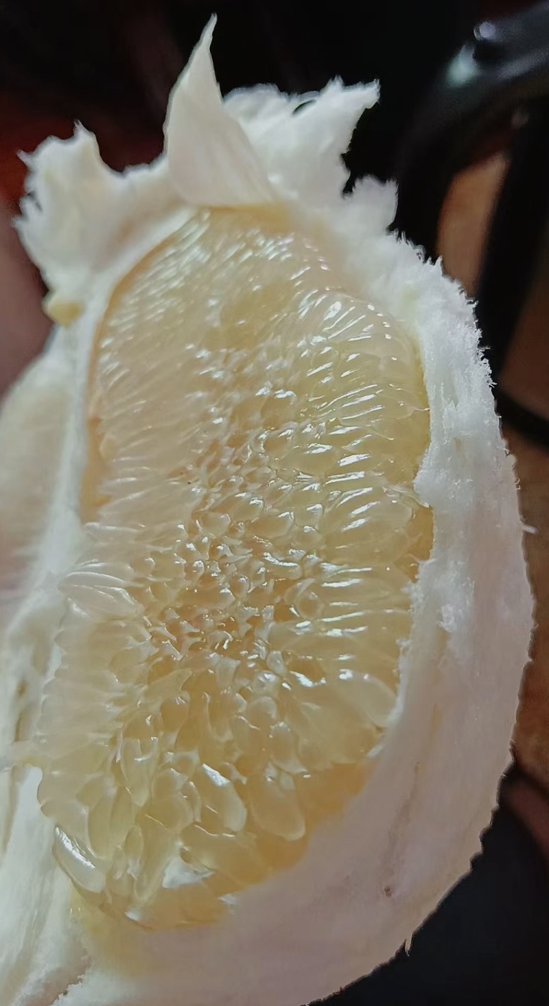 平和白心柚大量上市中，对接全国市场，按需包装，欢迎订购！
