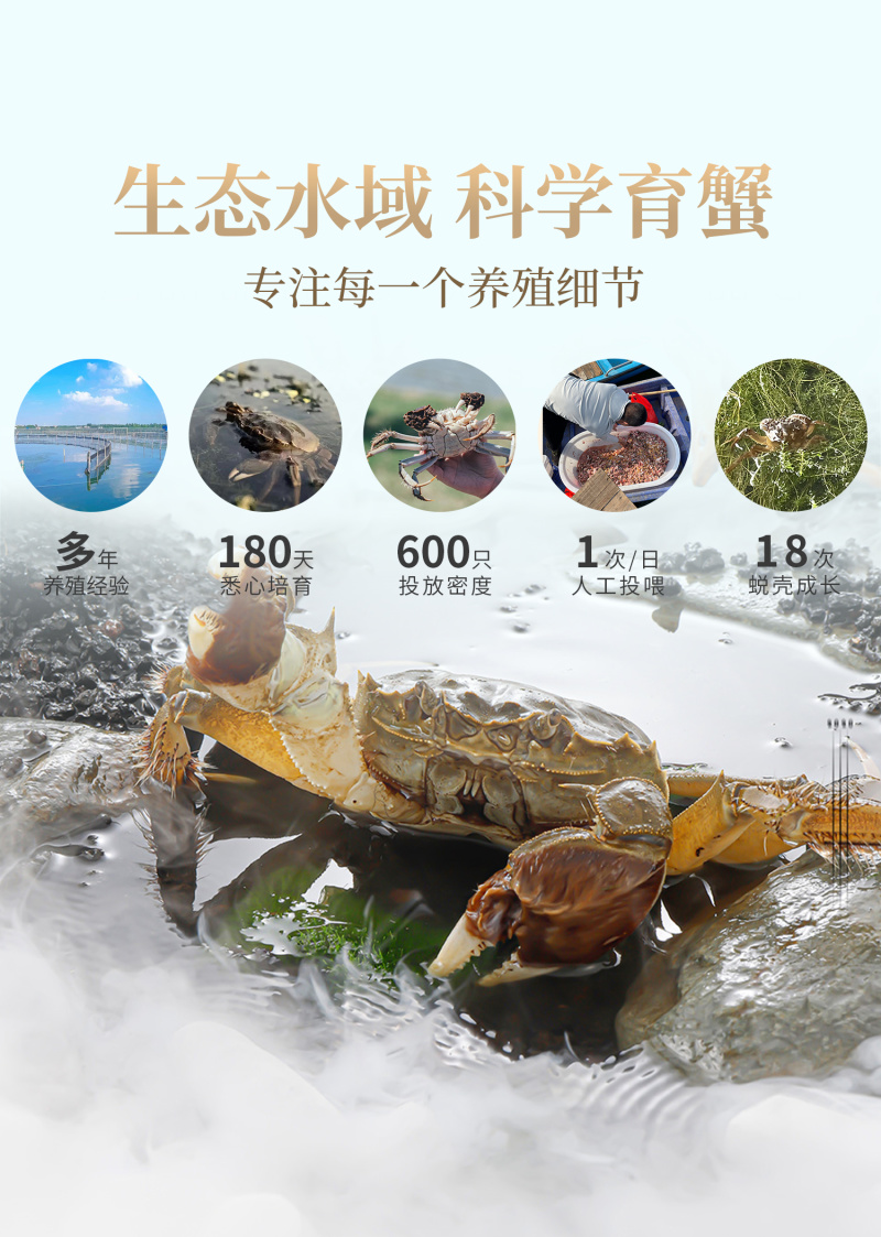 苏霸王阳澄湖大闸蟹2088型公4.5两母蟹4.5两8只装