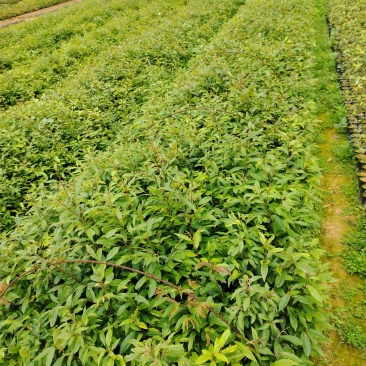 广东苗木红椎苗苗圃直发规格齐全货源充足欢迎致电