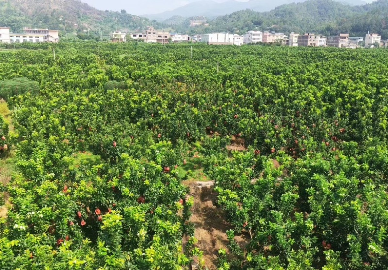平和白心柚大量上市中，对接全国市场，按需包装，欢迎订购！