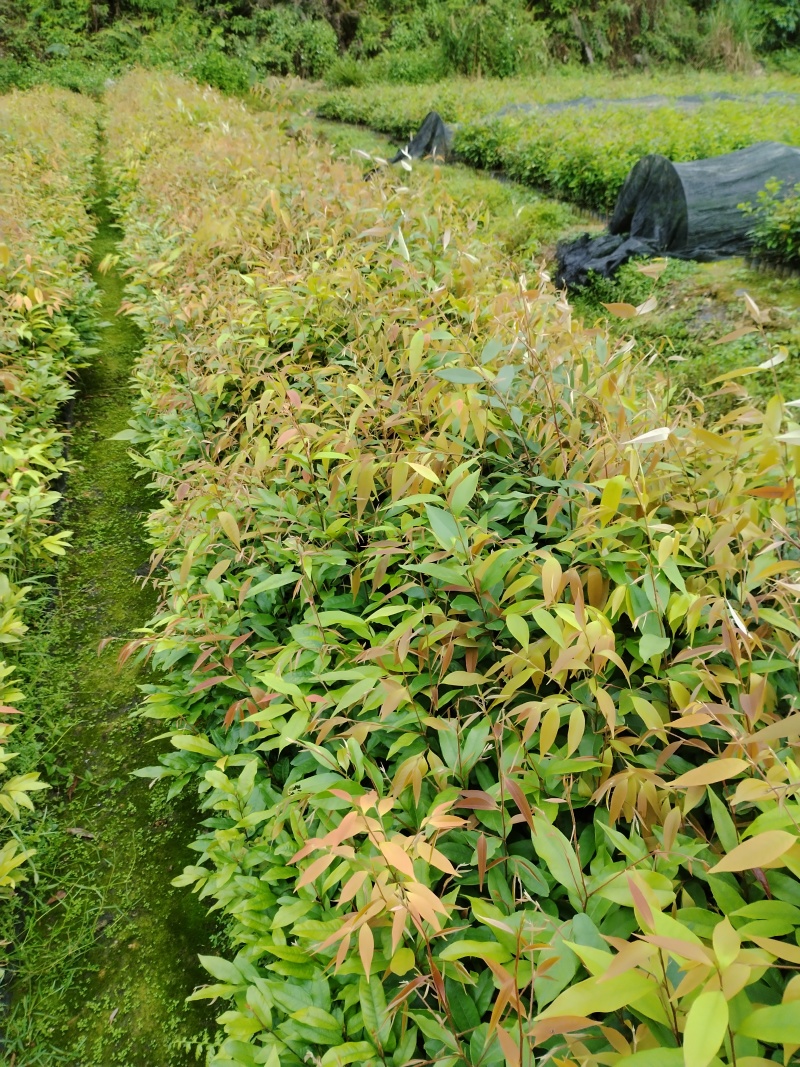 广东苗木红椎苗苗圃直发规格齐全货源充足欢迎致电