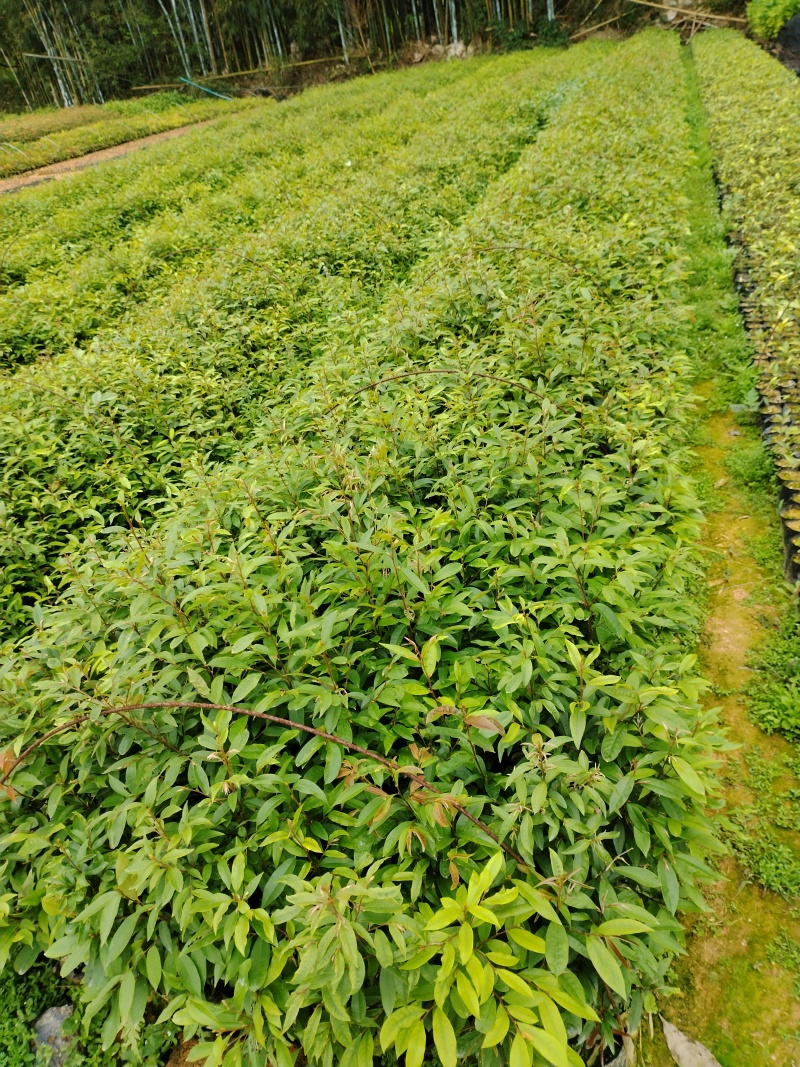 广东苗木红椎苗苗圃直发规格齐全货源充足欢迎致电