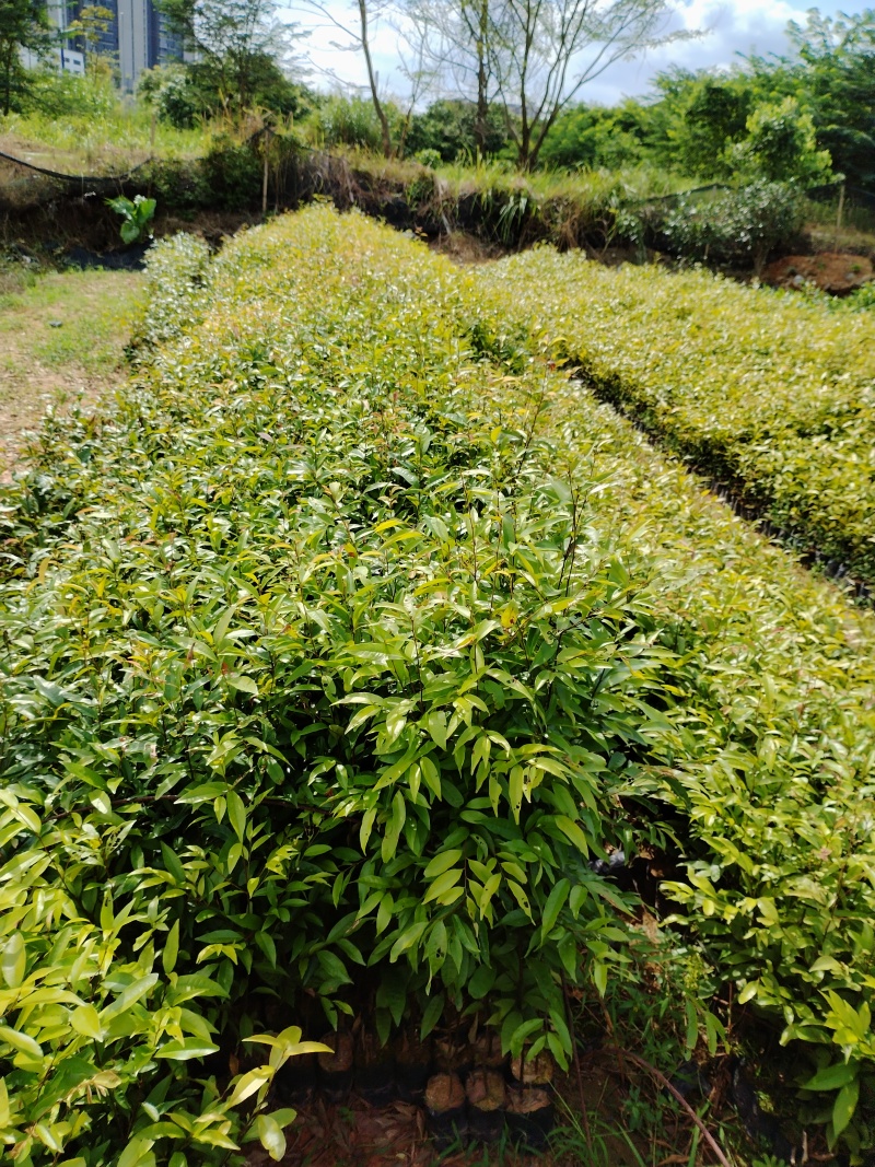 广东苗木红椎苗苗圃直发规格齐全货源充足欢迎致电