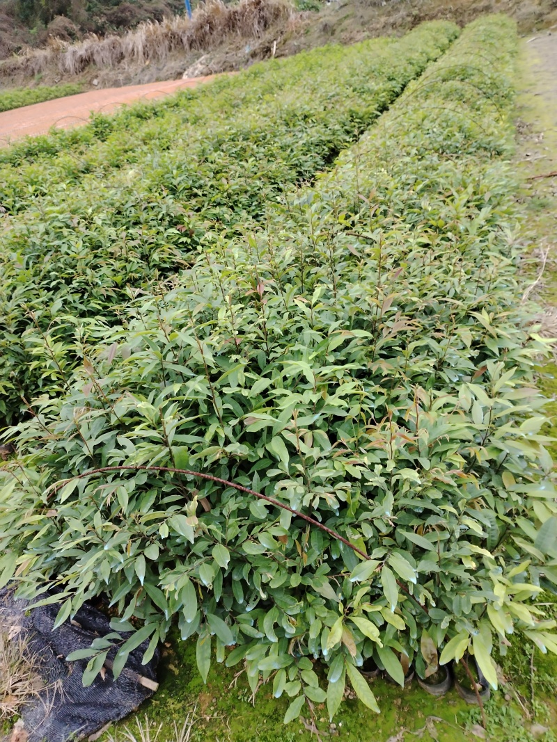广东苗木红椎苗苗圃直发规格齐全货源充足欢迎致电