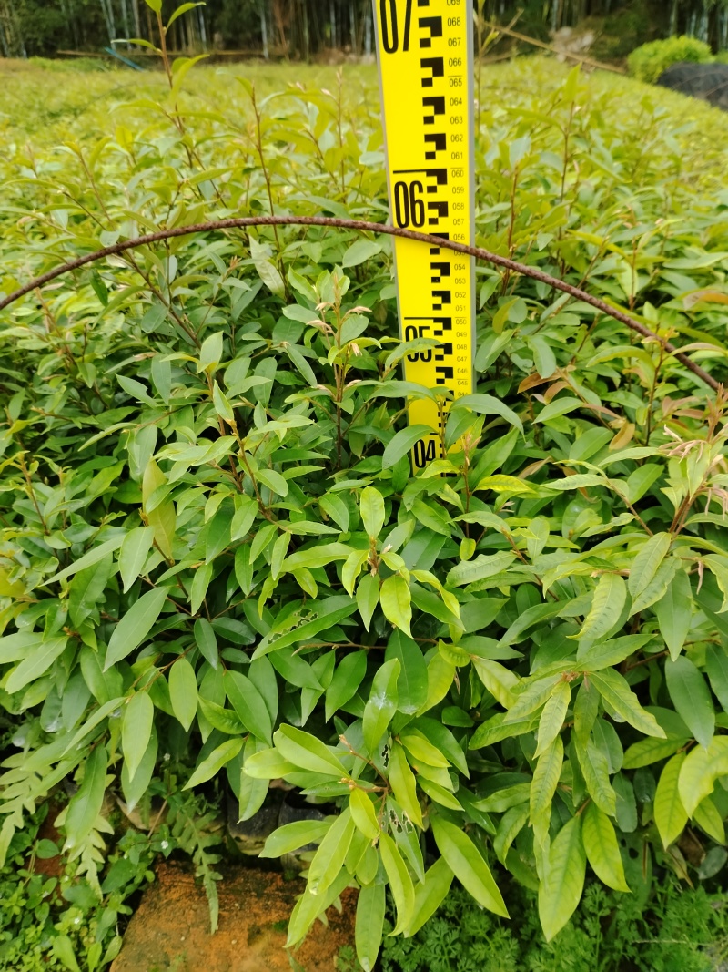 广东苗木红椎苗苗圃直发规格齐全货源充足欢迎致电