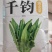 中科绿箭油麦菜种子，早熟，耐寒耐热，深绿甜脆，口感佳