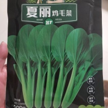 夏丽鸡毛菜种子，耐热耐湿，纯度高，梗绿叶翠绿，口感好
