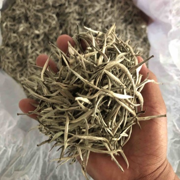 云南白茶景谷大白茶白毫银针月光白
