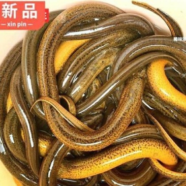 黄鳝苗批发，优质黄鳝苗大量出售，鳝鱼苗养殖售后服务跟踪
