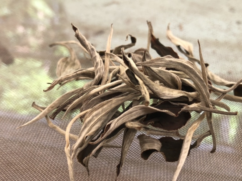 云南白茶景谷大白茶白毫银针月光白