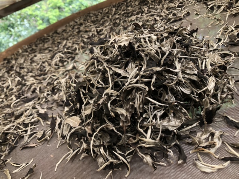 云南白茶景谷大白茶白毫银针月光白
