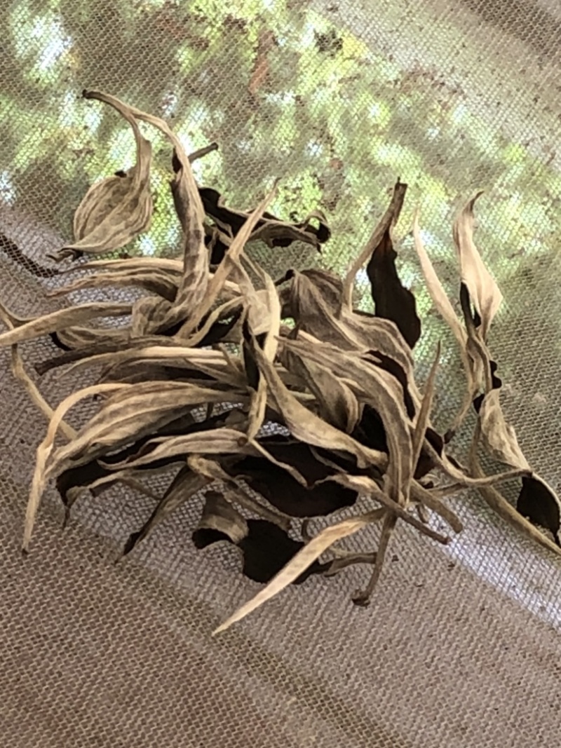 云南白茶景谷大白茶白毫银针月光白