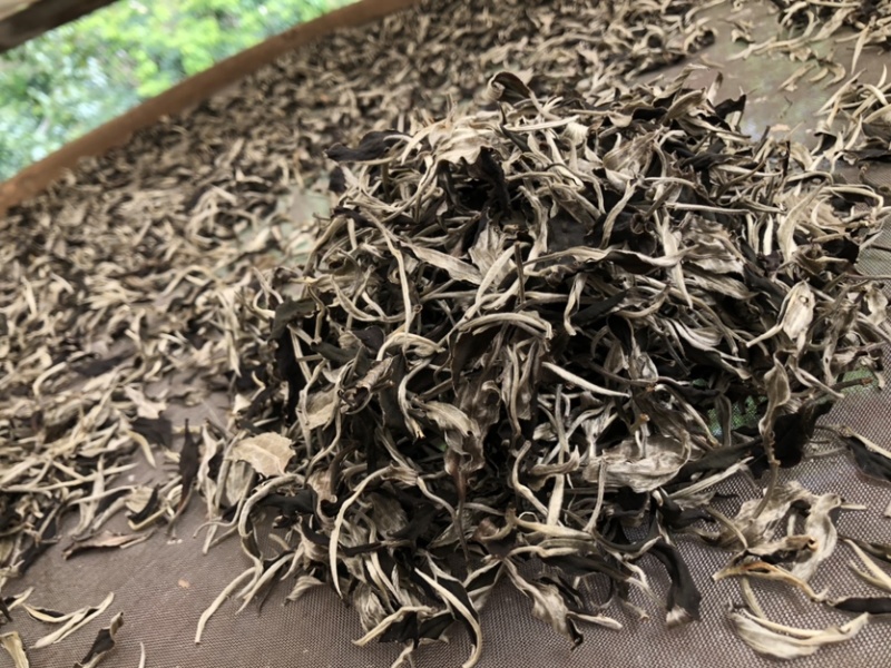云南白茶景谷大白茶白毫银针月光白