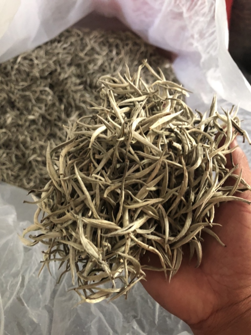 云南白茶景谷大白茶白毫银针月光白