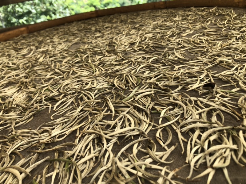 云南白茶景谷大白茶白毫银针月光白