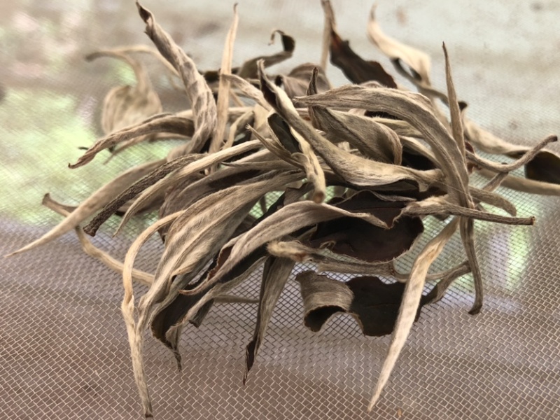 云南白茶景谷大白茶白毫银针月光白